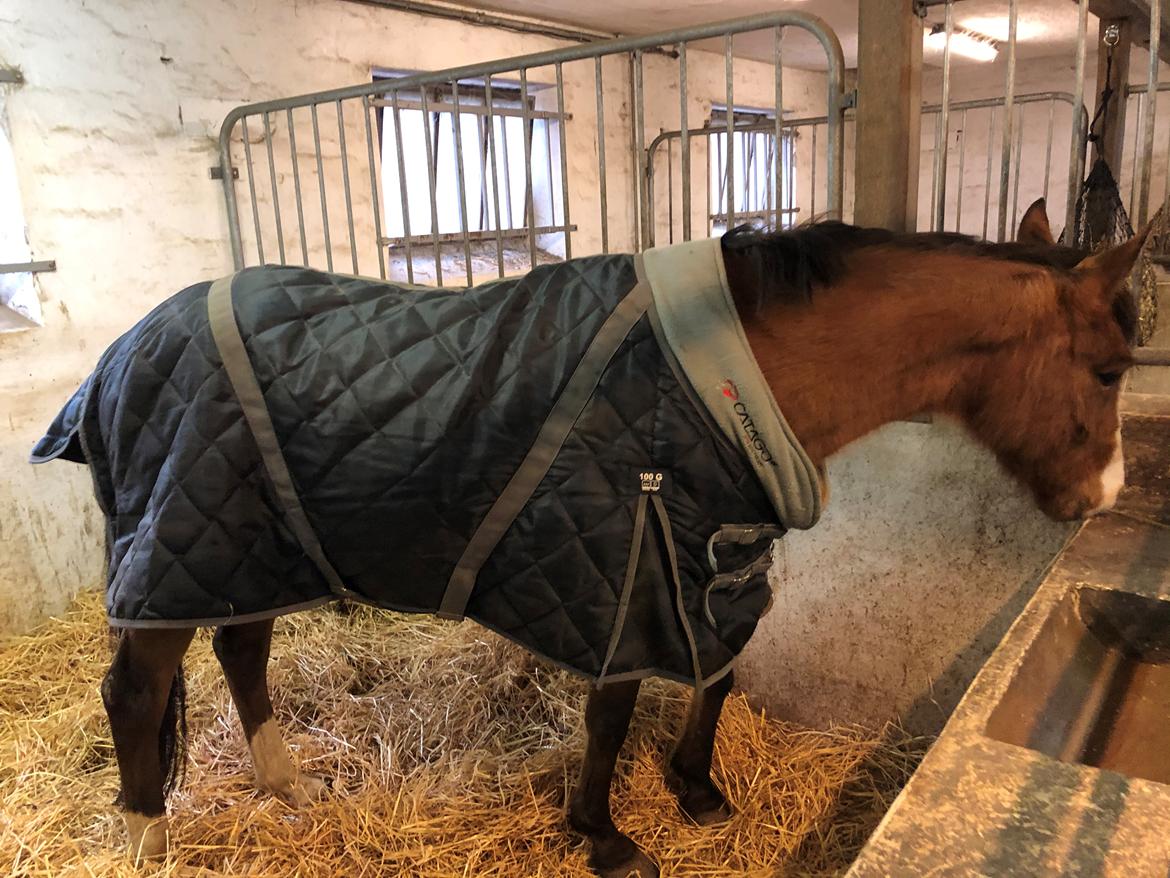 New Forest Nicole billede 3