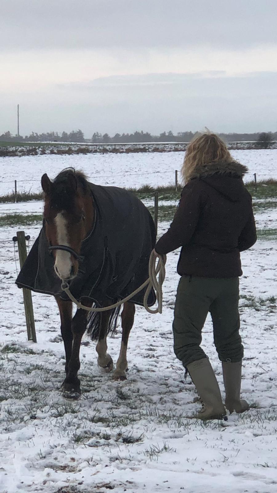 New Forest Nicole billede 5