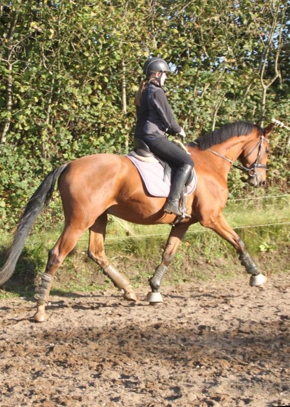 Dansk Varmblod Alphahit billede 19