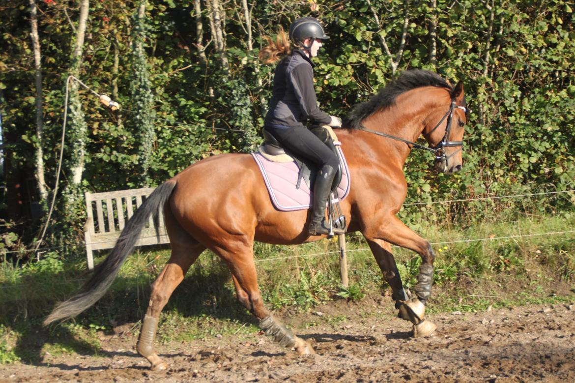 Dansk Varmblod Alphahit billede 20