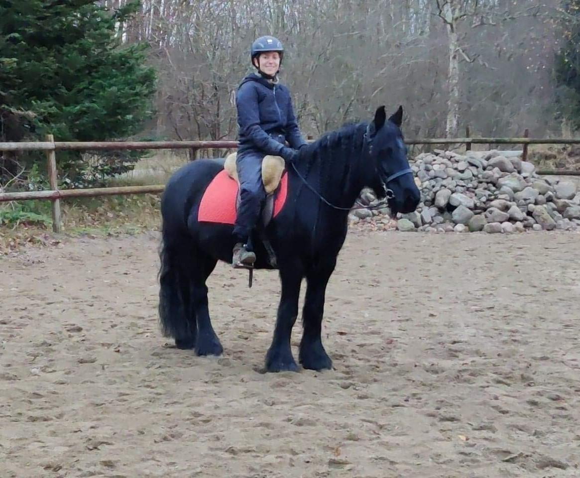 Fell pony - Horshauges Cara Mia billede 4