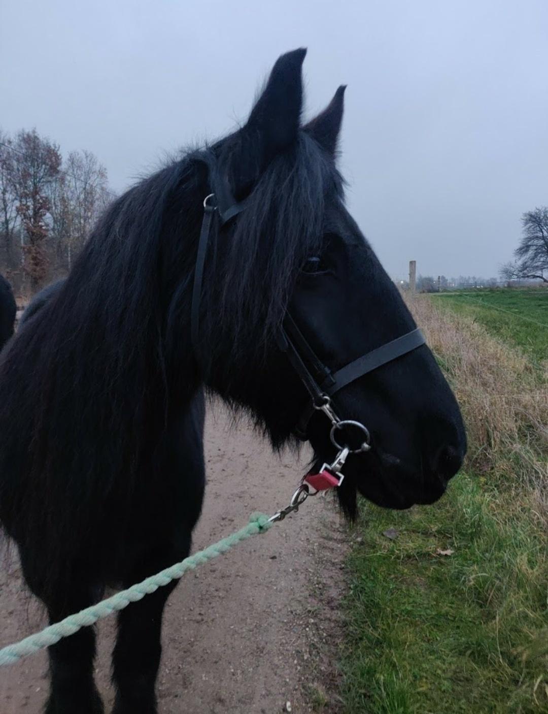 Fell pony - Horshauges Cara Mia billede 5