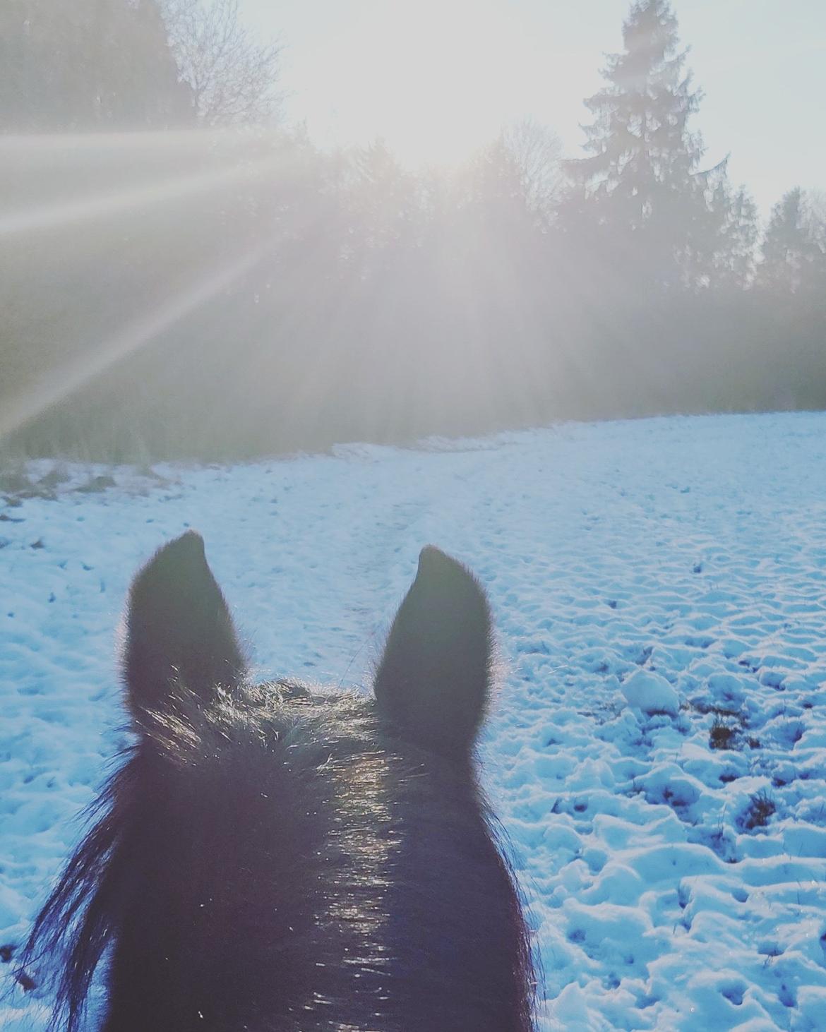 Fell pony - Horshauges Cara Mia billede 8