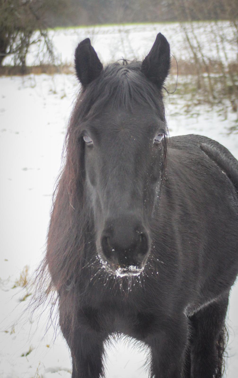 Fell pony - Horshauges Cara Mia billede 2