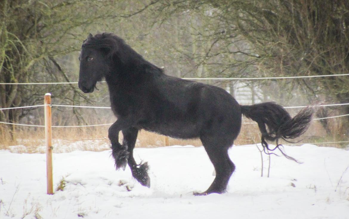 Fell pony - Horshauges Cara Mia billede 10