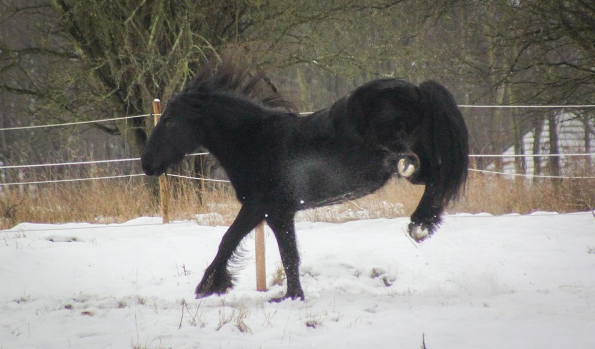 Fell pony - Horshauges Cara Mia billede 11