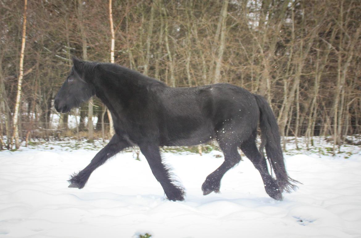 Fell pony - Horshauges Cara Mia billede 6