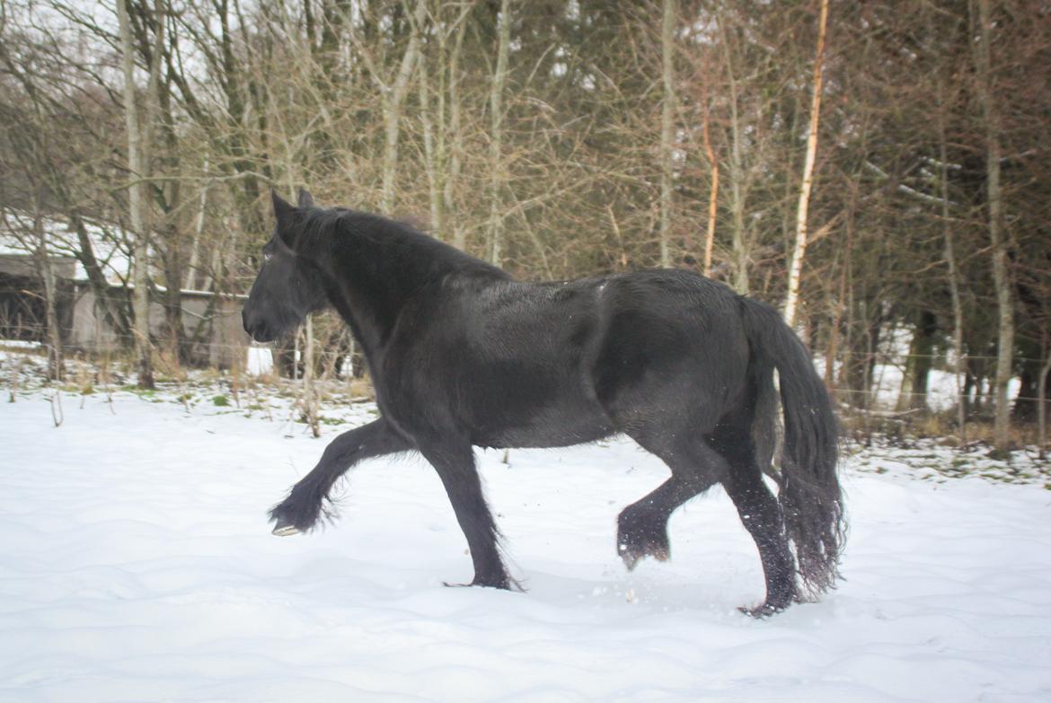 Fell pony - Horshauges Cara Mia billede 18