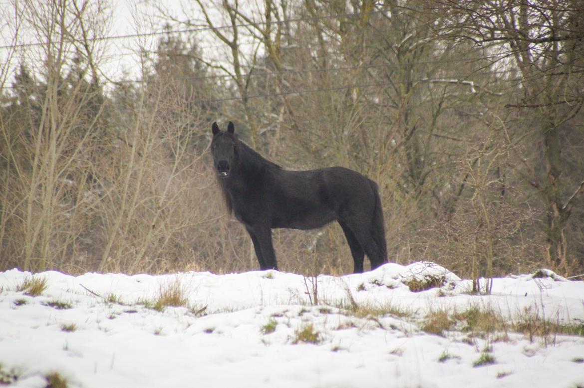 Fell pony - Horshauges Cara Mia billede 15