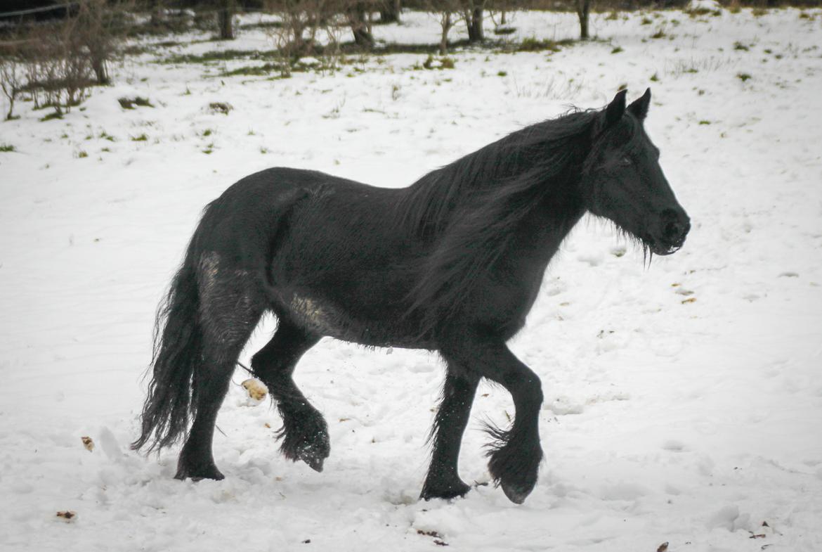 Fell pony - Horshauges Cara Mia billede 13