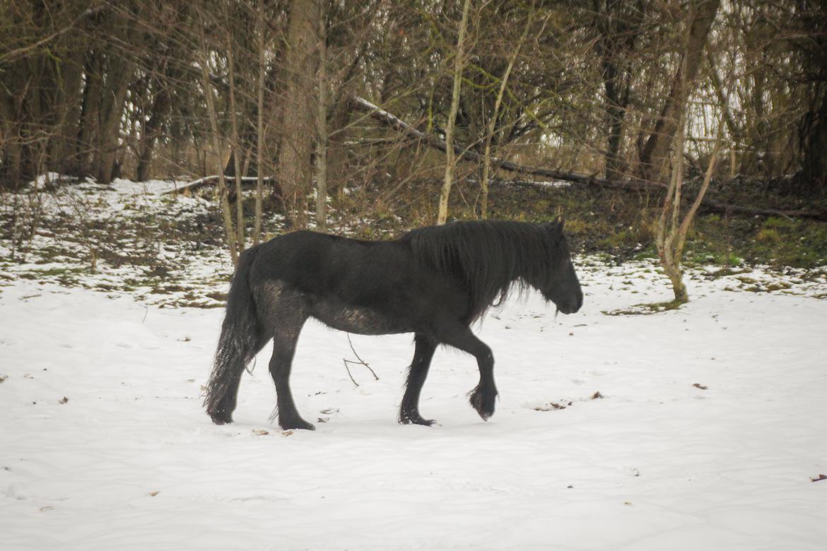 Fell pony - Horshauges Cara Mia billede 16