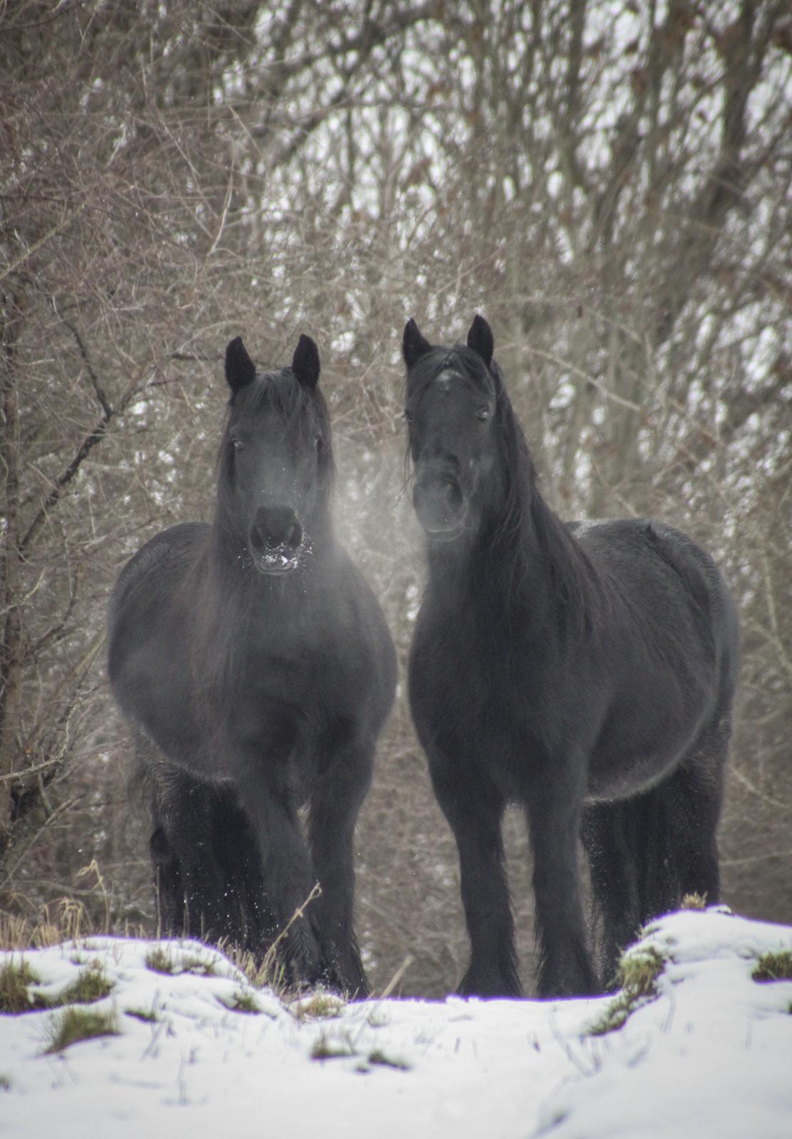 Fell pony - Horshauges Cara Mia billede 19