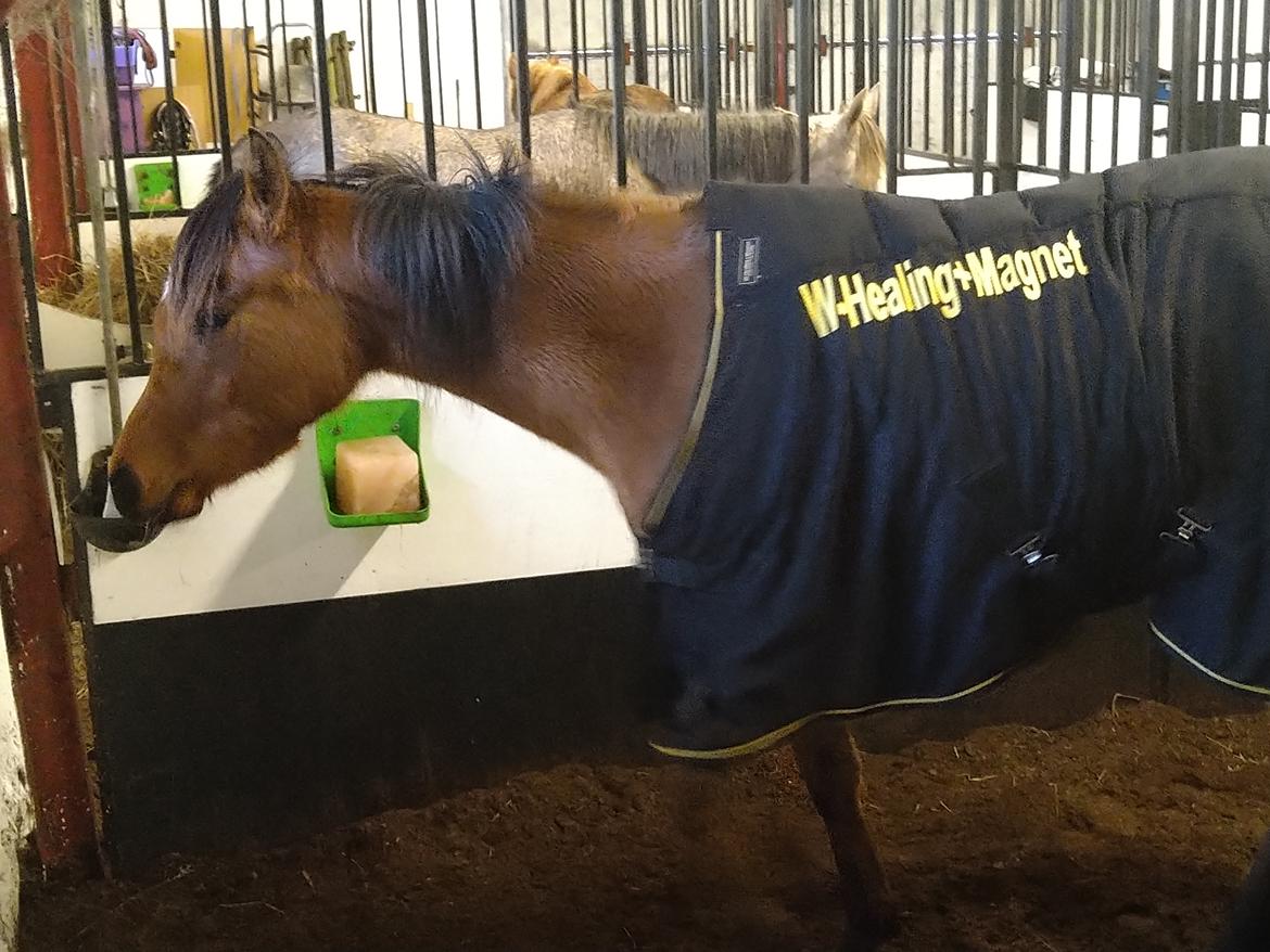 Arabisk fuldblod (OX) Rastox Sedira OX *SOLGT* billede 17