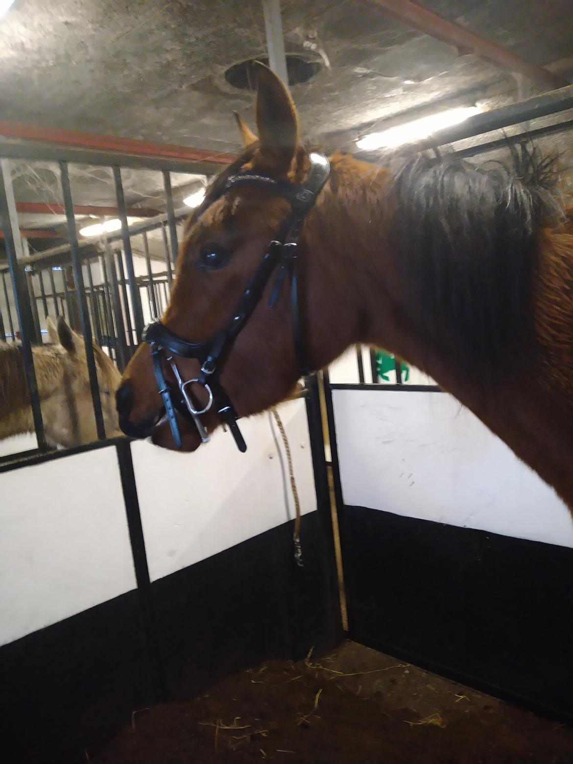 Arabisk fuldblod (OX) Rastox Sedira OX *SOLGT* billede 16