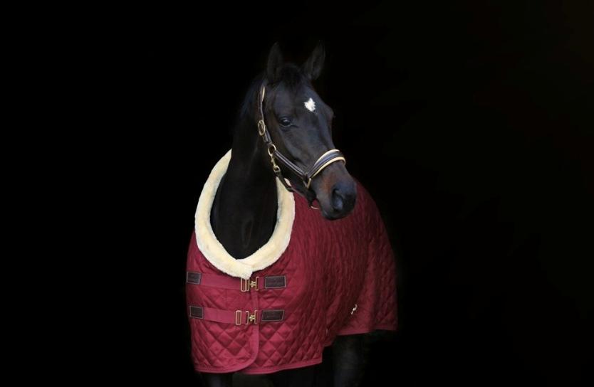 Dansk Varmblod Højlunds Zara bella billede 6