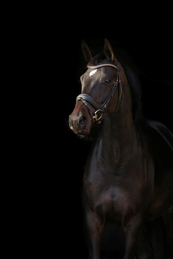 Dansk Varmblod Højlunds Zara bella billede 2