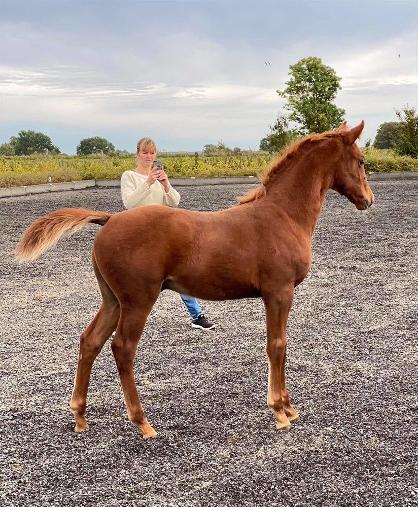 Zangersheide Loup Garou LMN Z *Solgt* billede 3