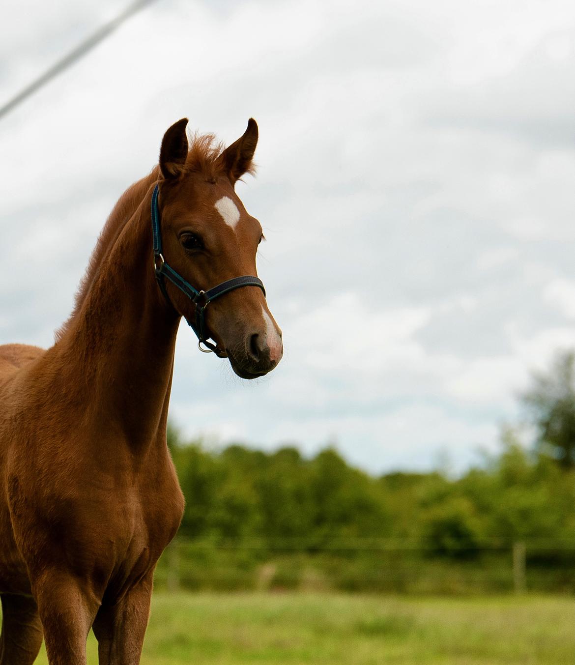 Palomino Stauslykkes fallulah billede 10