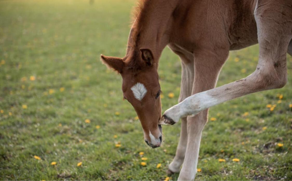 Palomino Stauslykkes fallulah billede 11