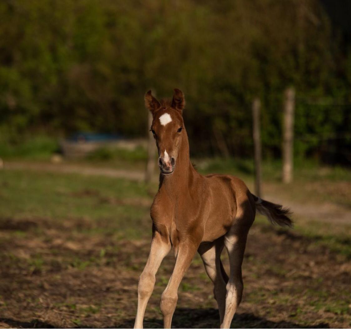 Palomino Stauslykkes fallulah billede 13