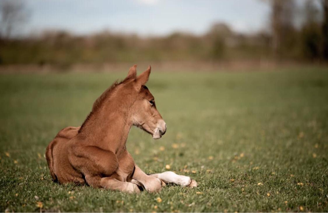 Palomino Stauslykkes fallulah billede 14