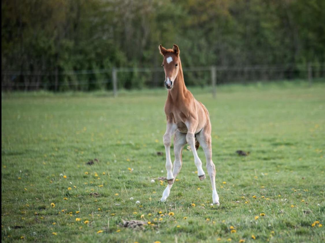 Palomino Stauslykkes fallulah billede 15