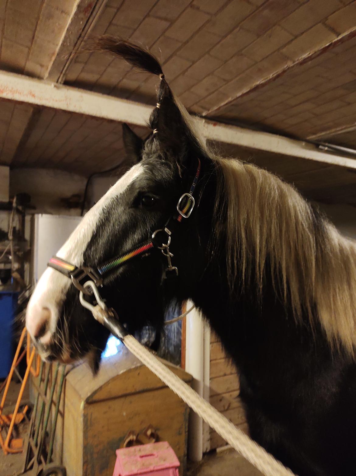 Tinker Bowie dust of battel billede 15