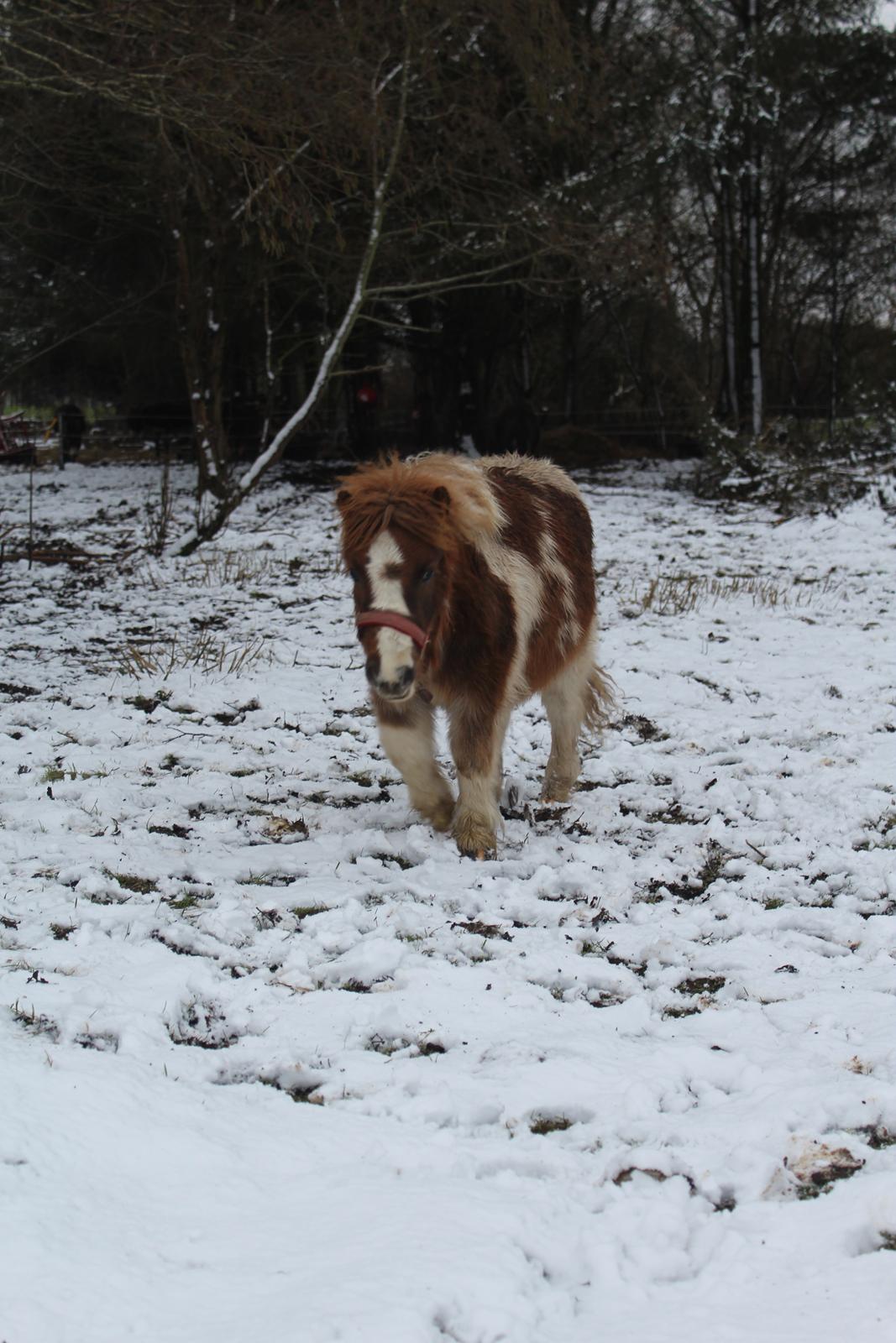 Shetlænder Indian Princess (Indi) - 07-01-2021 billede 31