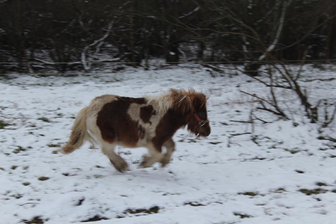 Shetlænder Indian Princess (Indi) - 07-01-2021 billede 32