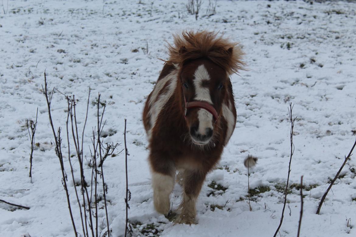 Shetlænder Indian Princess (Indi) - 07-01-2021 billede 33