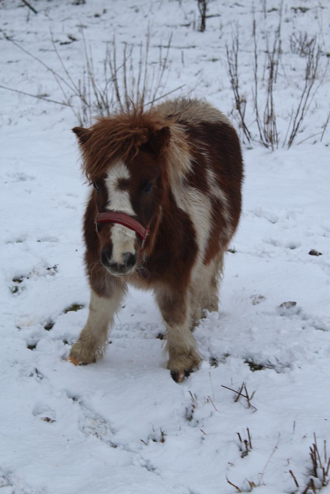 Shetlænder Indian Princess (Indi) - 07-01-2021 billede 35
