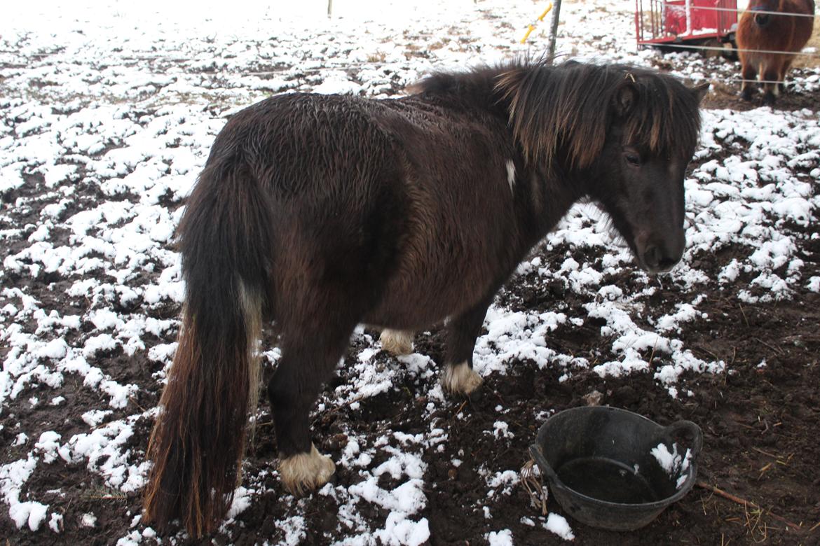 Shetlænder Coco - 07-01-2021 billede 27