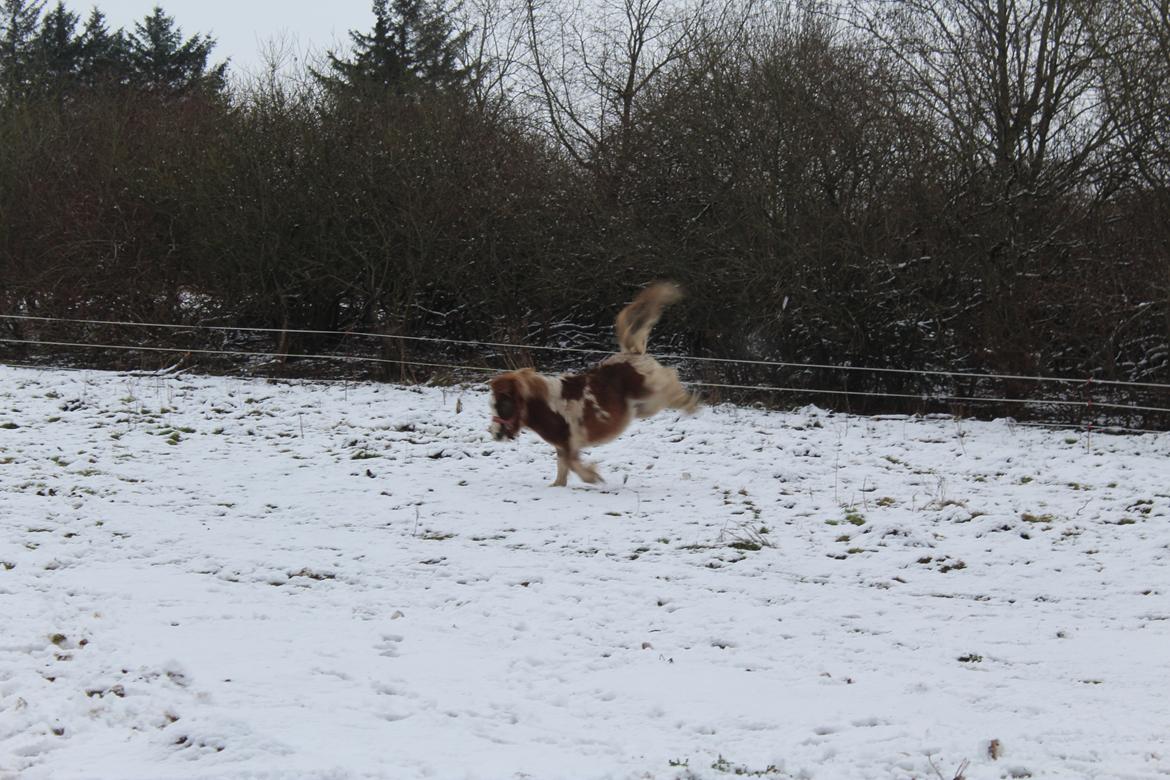 Shetlænder Indian Princess (Indi) - 07-01-2021 billede 36