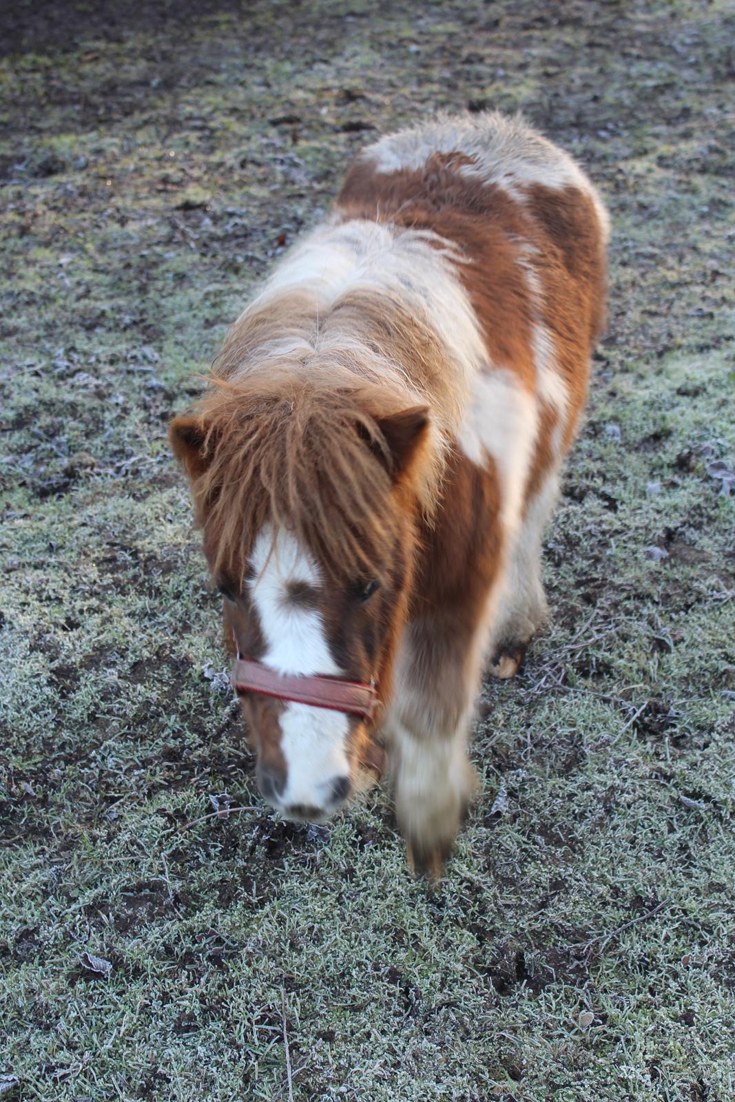 Shetlænder Indian Princess (Indi) - 02-01-2021 billede 37
