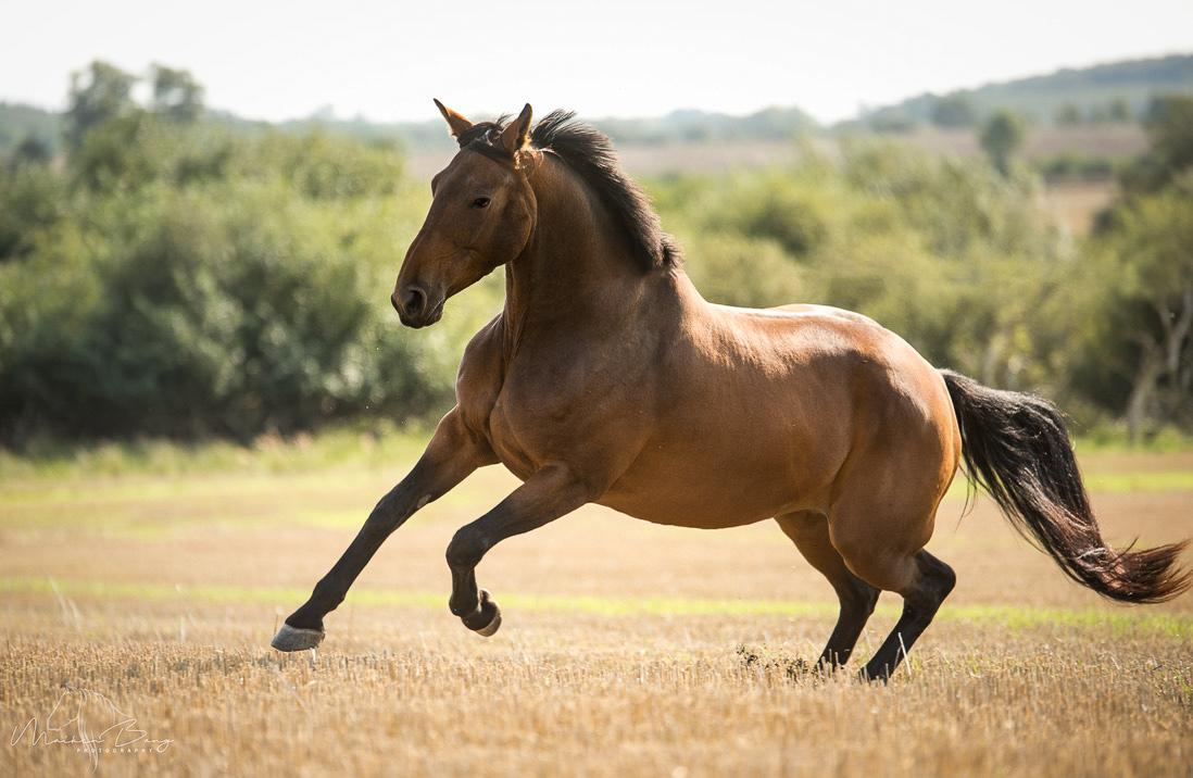 Holstener Cammy (HOPPEN) billede 30