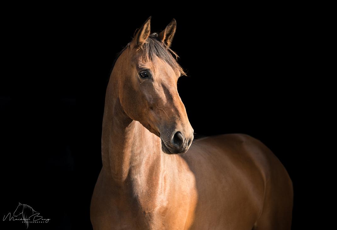 Holstener Cammy (HOPPEN) billede 32