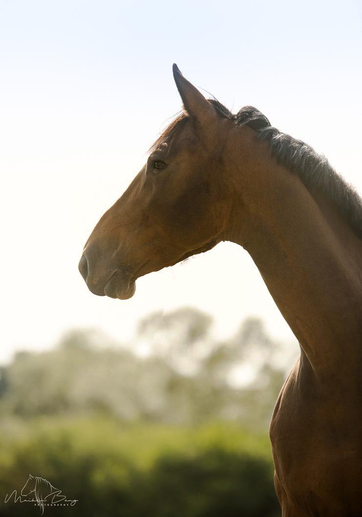 Holstener Cammy (HOPPEN) billede 33