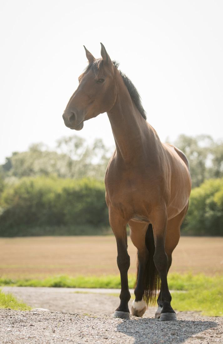 Holstener Cammy (HOPPEN) billede 34