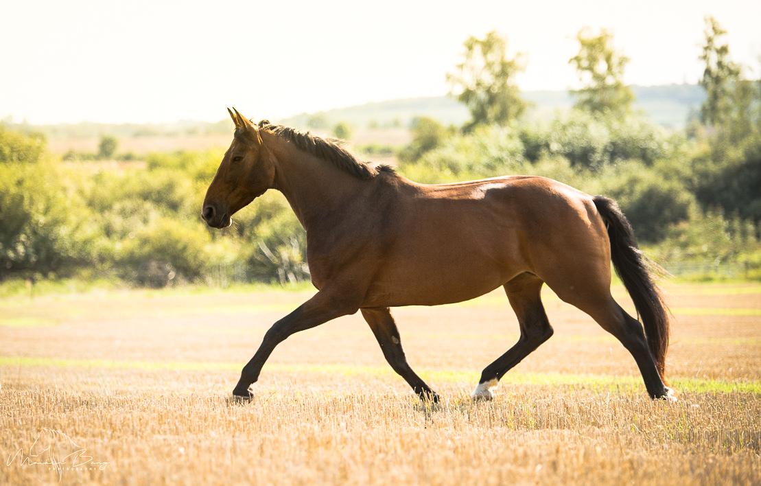 Holstener Cammy (HOPPEN) billede 31