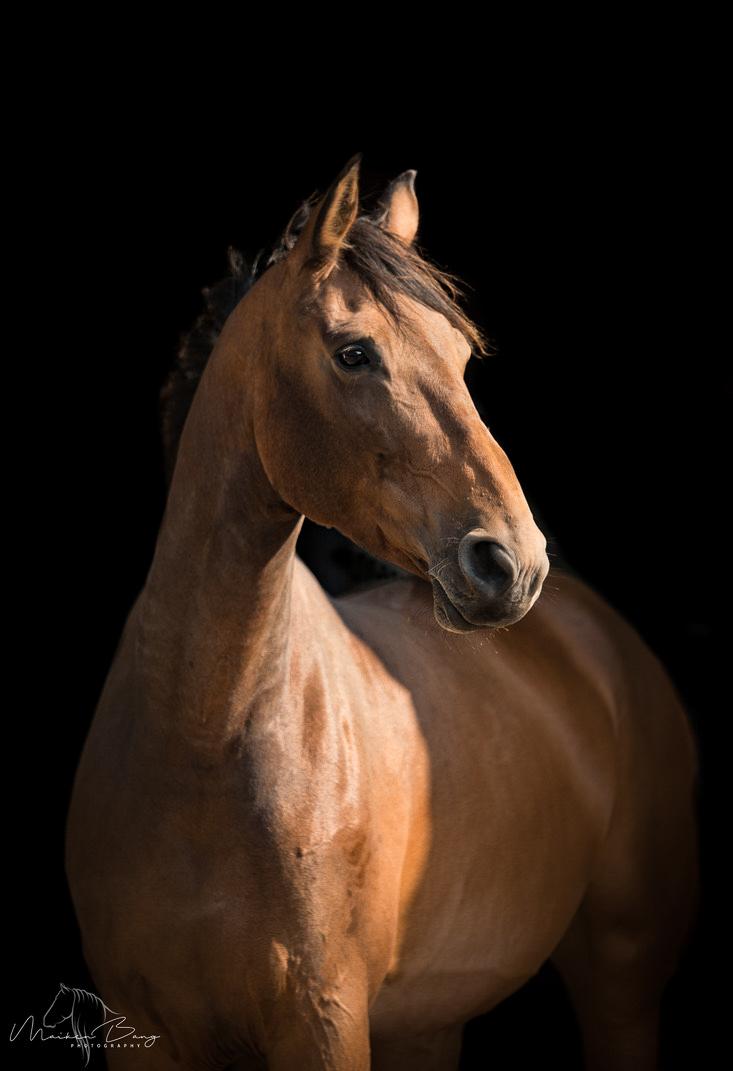 Holstener Cammy (HOPPEN) billede 35