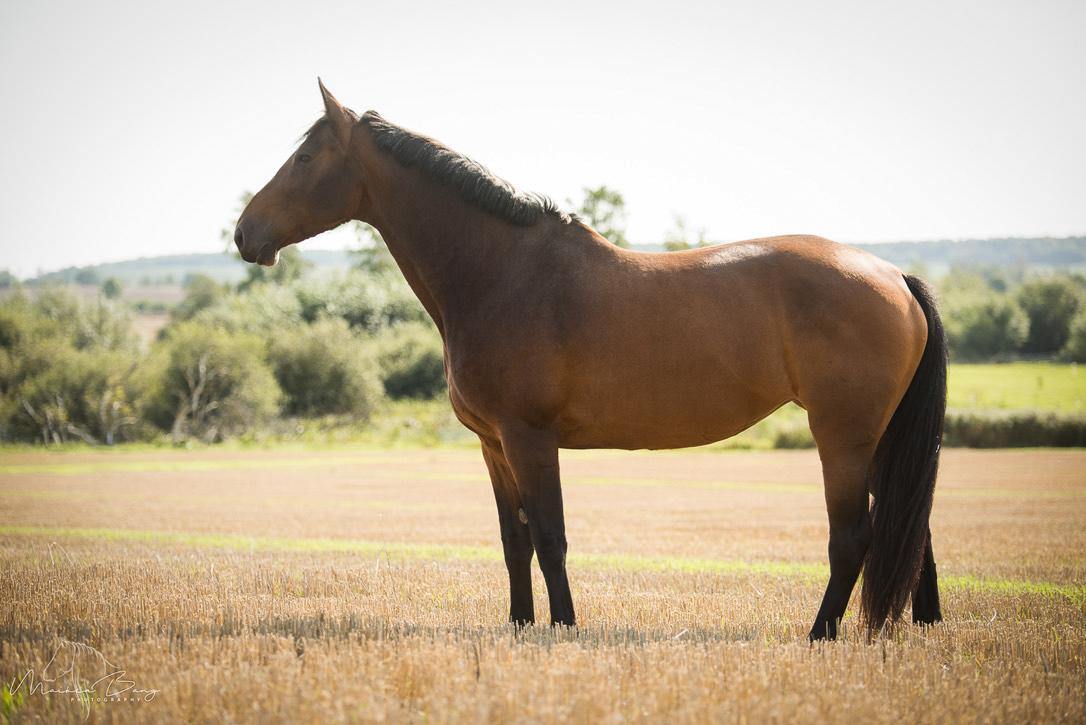 Holstener Cammy (HOPPEN) billede 36