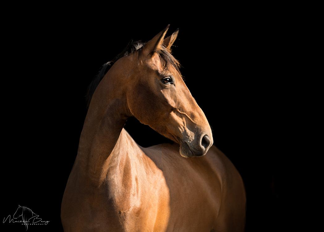 Holstener Cammy (HOPPEN) billede 1