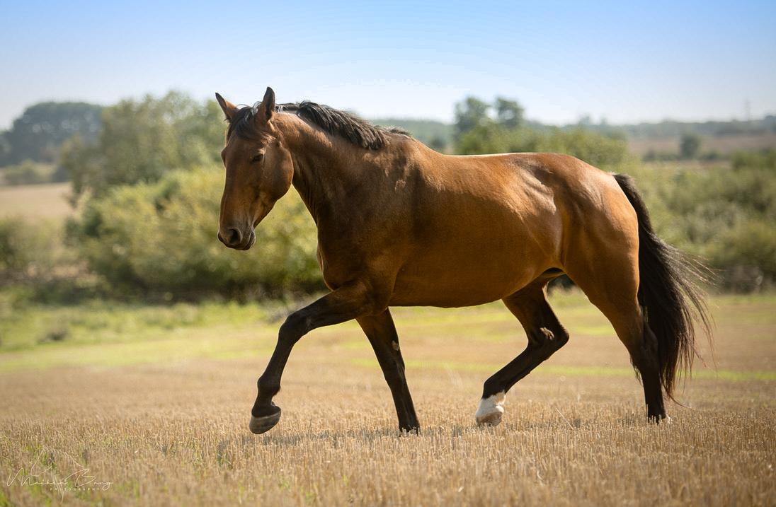 Holstener Cammy (HOPPEN) billede 37