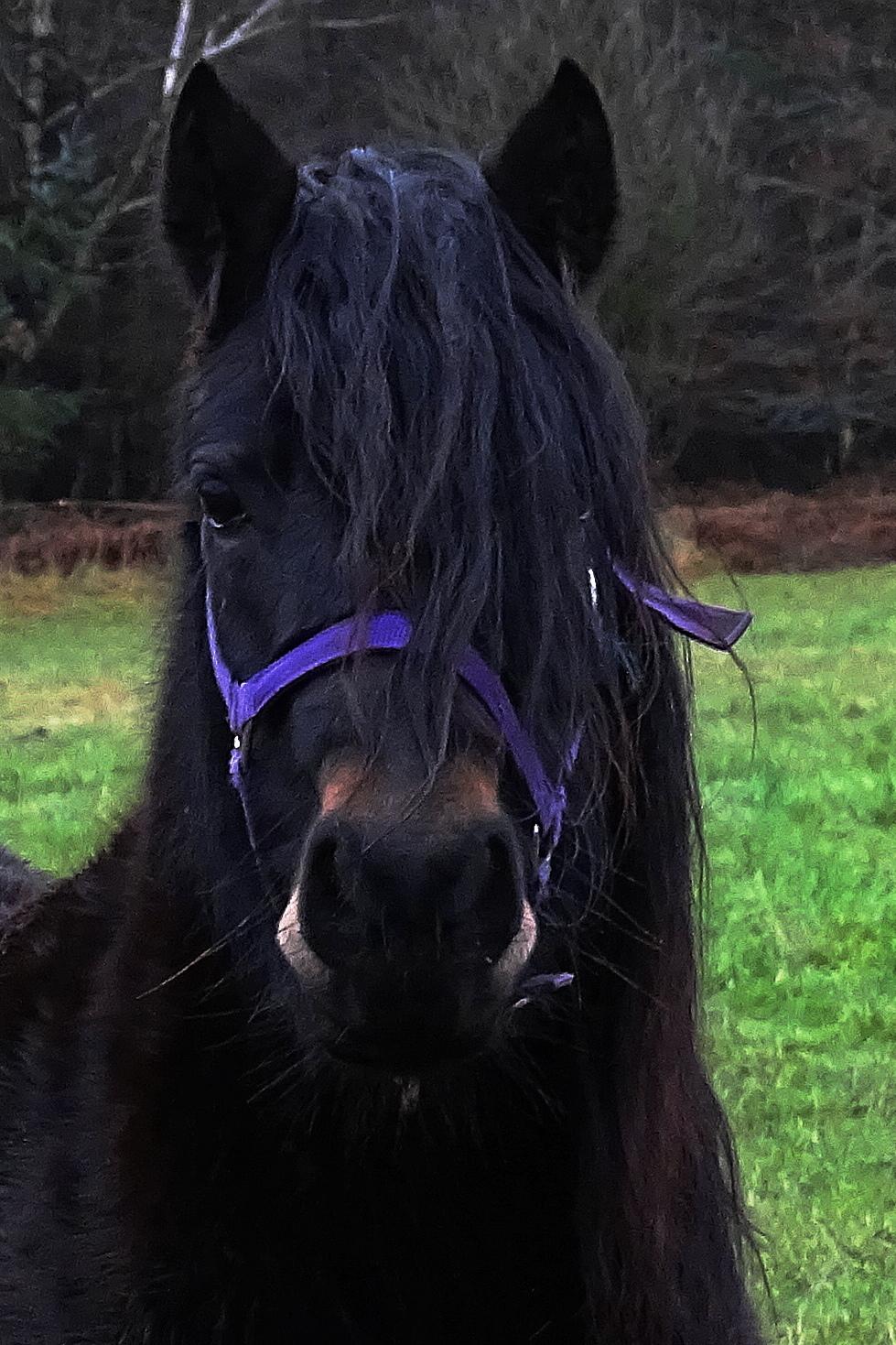 Dartmoor Edals waltzing matilda billede 1