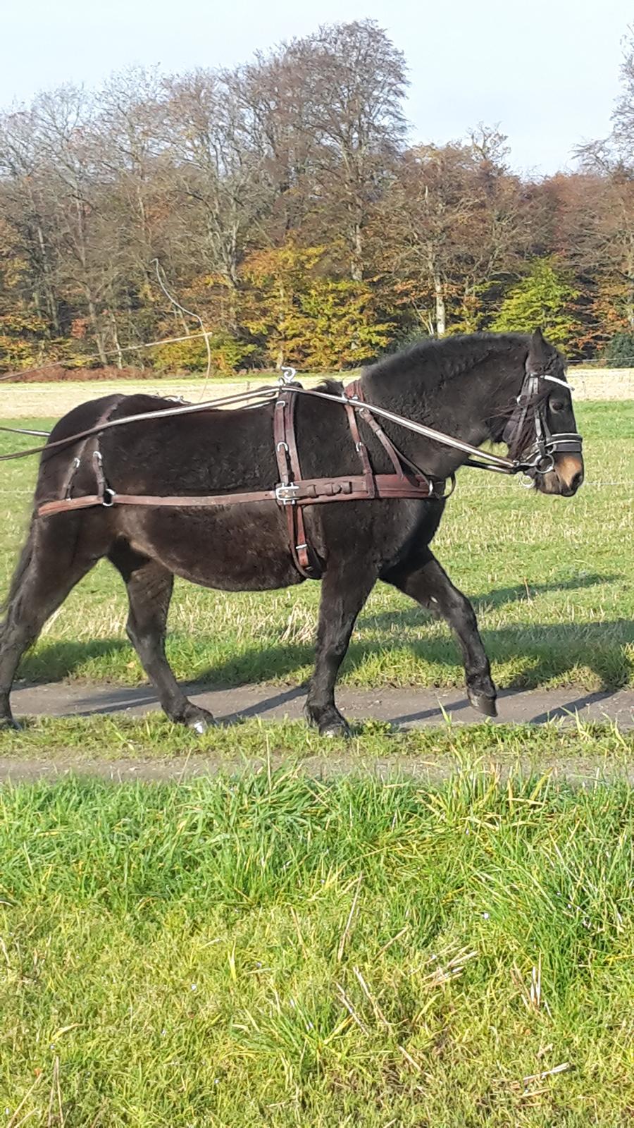 Dartmoor Edals waltzing matilda billede 15