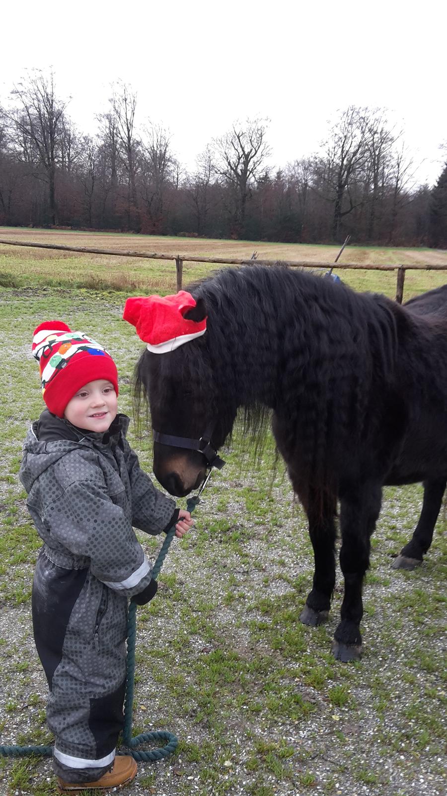 Dartmoor Edals waltzing matilda billede 16