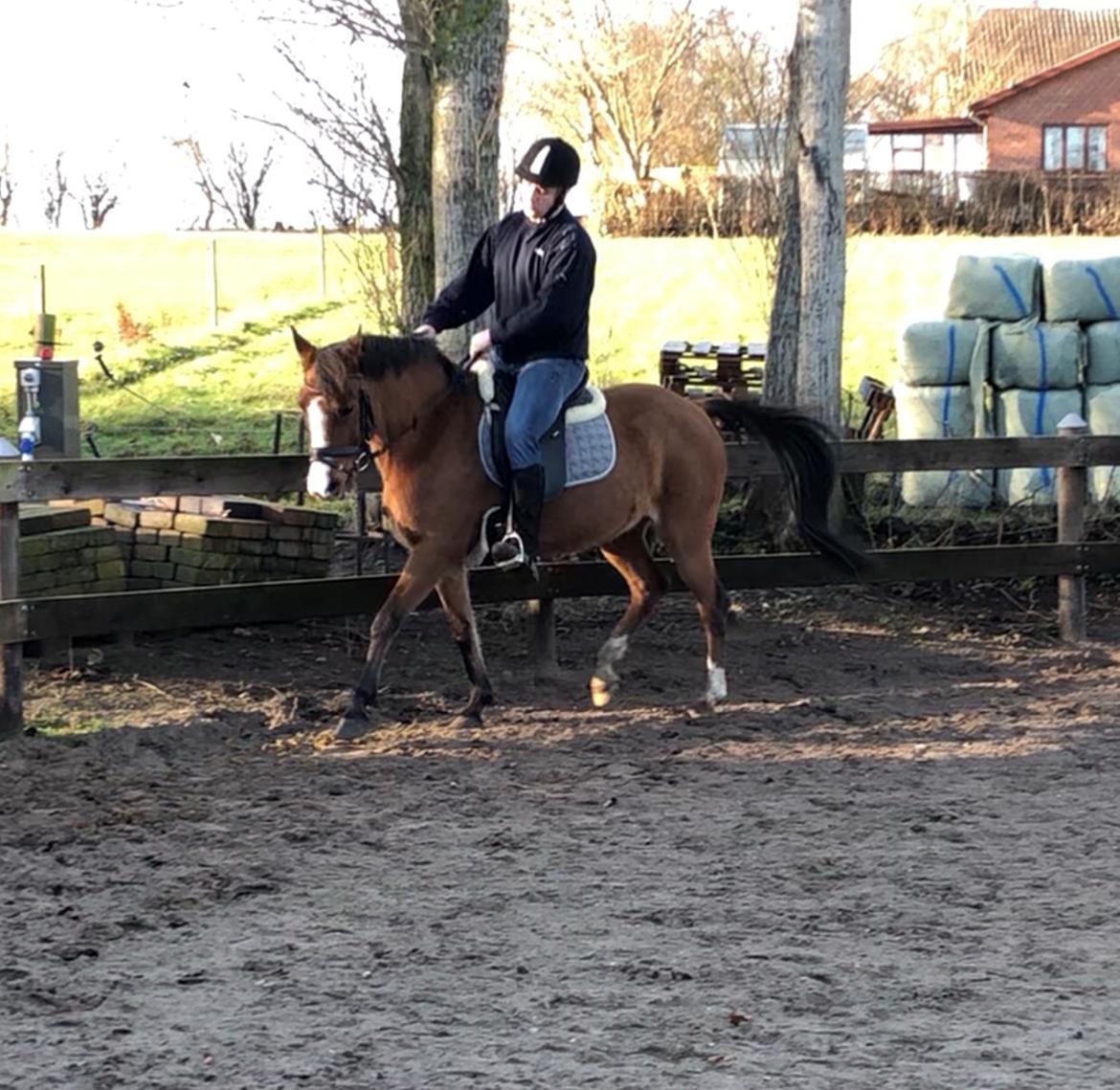 New Forest Nicole billede 6