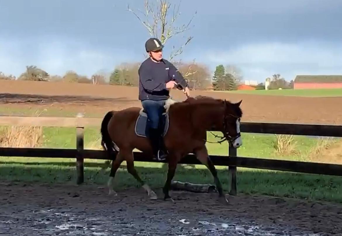 New Forest Nicole billede 7