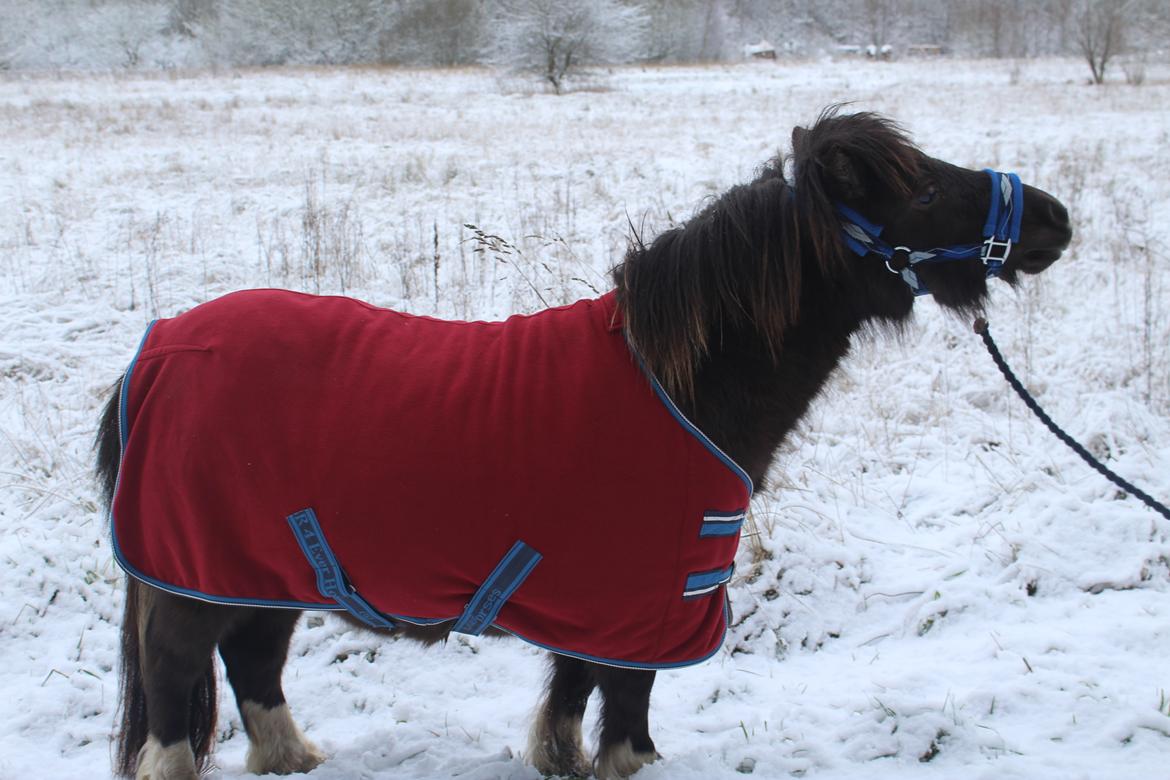 Shetlænder Coco - 13-01-21 Fotograf: min kæreste billede 3