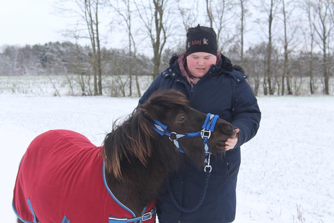 Shetlænder Coco - 13-01-21 Fotograf: min kæreste billede 28